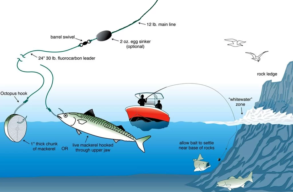 targeting species that feed close to the ocean floor Saltwater Fishing Rigs Techniques.