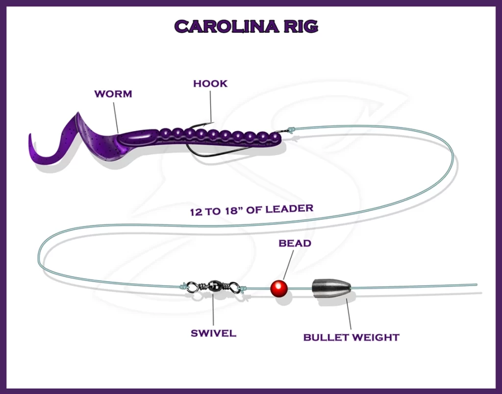 Carolina rigs are versatile setup for Saltwater Fishing Rigs Techniques